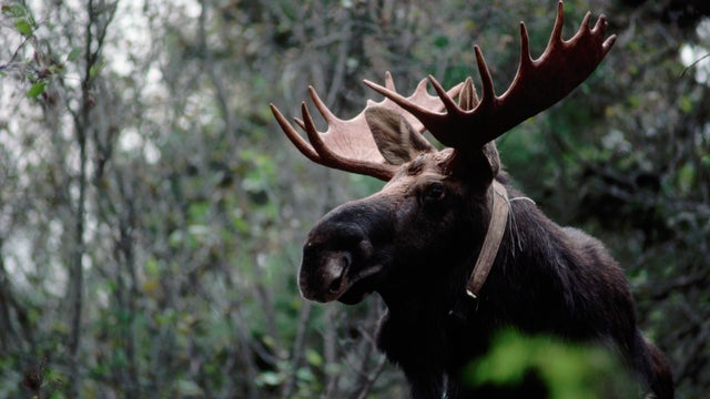 Bull Moose With Radio Collar 