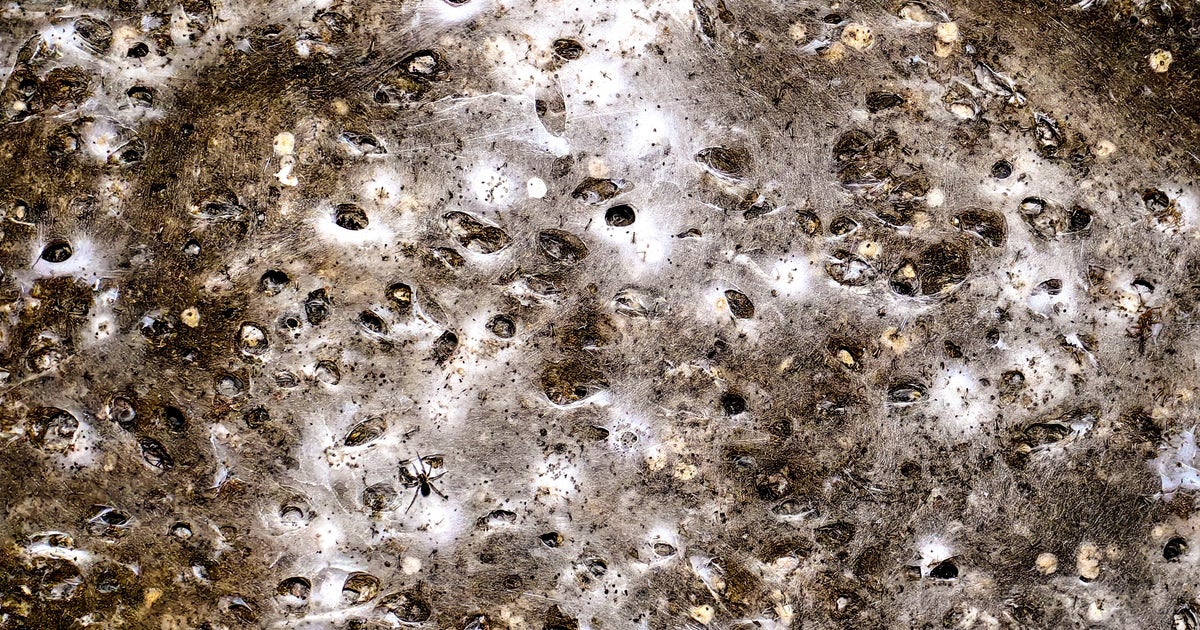 World's largest-known spider's web discovered in cave in Greece