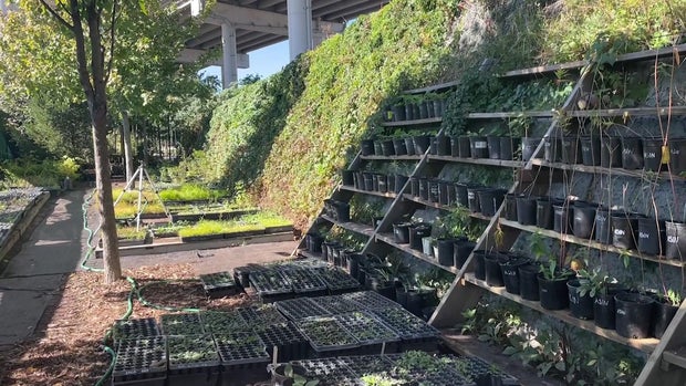 Kosciuszko Bridge nursery 