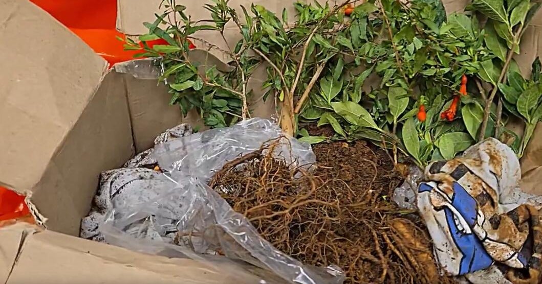 CBP intercepts pavement ants amid undeclared imports at Detroit Metro