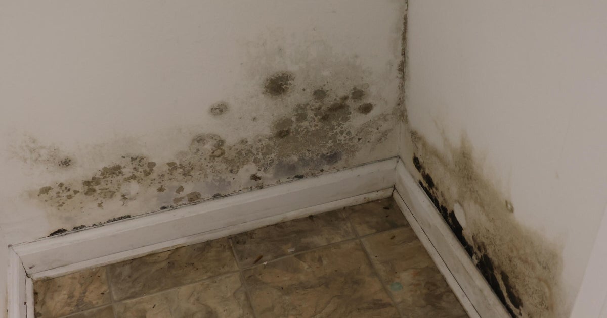 Mold causes hidden health crisis as extreme weather risk grows