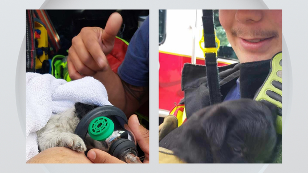 puppies-rescued-from-thornton-house-fire.png