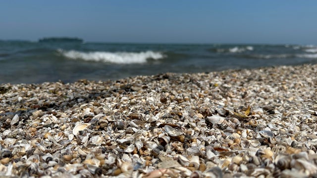 Beach of zebra mussel shells in the Great Lakes 