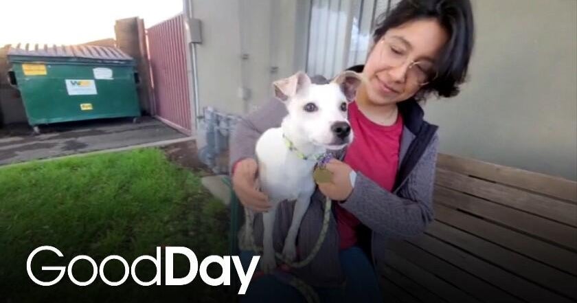 This adorable dog is looking for his forever home! | Pet of the Week - CBS News