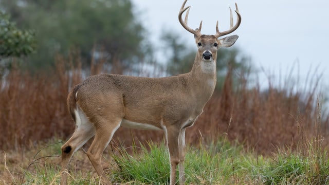 A male or buck White-Tailed Deer, Odocoileus virginianus, near Goose Island State Park in Texas 