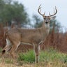 8-point deer illegally killed in Pennsylvania, Game Commission says 