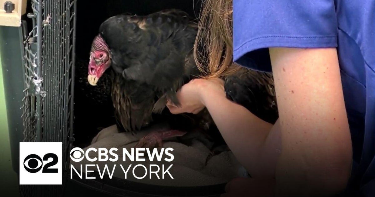 Turtle Back Zoo visitors observe turkey vulture wellness check