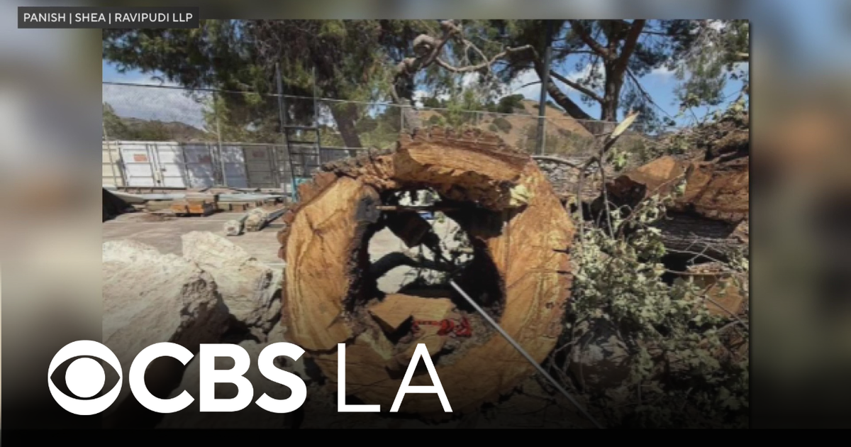 LA County family of boy killed by fallen tree branch files legal claim ...