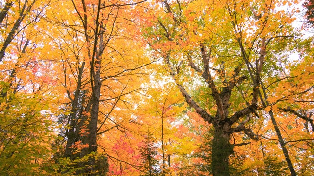 Low angle view of autumnal trees,Tofte Township,Minnesota,United States,USA 
