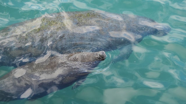 Trump Climate Endangered Species 