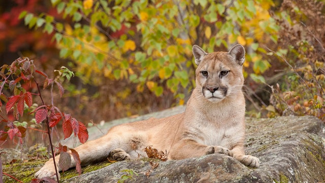 Cougar on rock in fall colors 