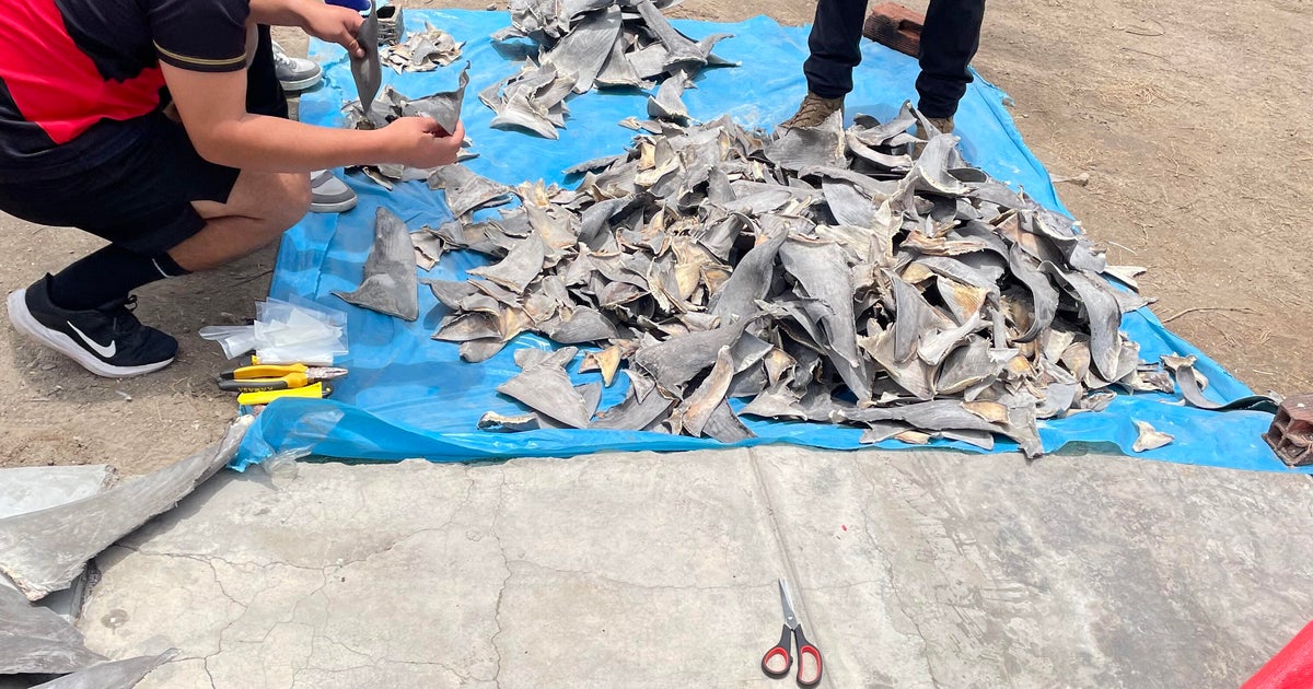 10,000 shark fins worth over $11M seized in major wildlife trafficking bust in Peru