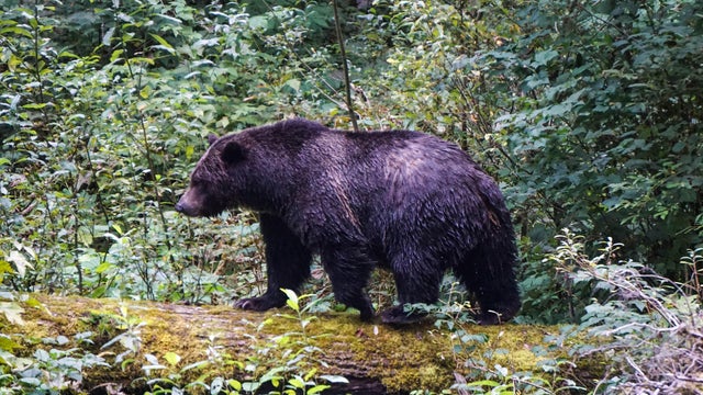 A grizzly bear in the woods 