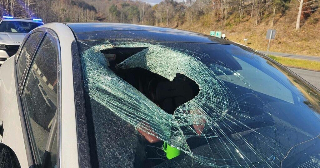 Driver says eagle dropped cat through car's windshield on highway