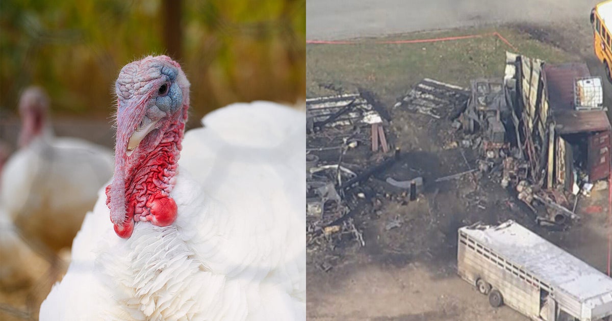 NH turkey farm hit by fire gets generous offer from customers
