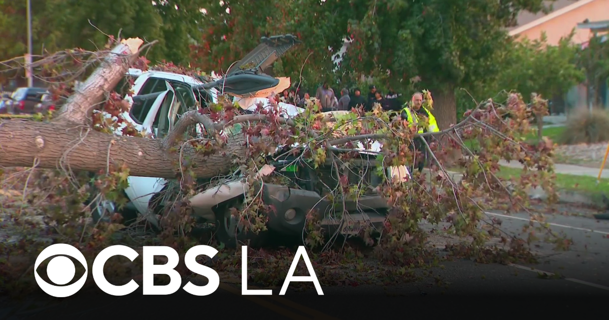 Fallen tree kills driver in San Fernando Valley roadway - CBS Los Angeles