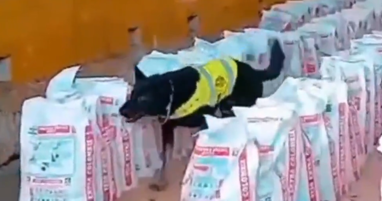 Sniffer canine assist uncover 14 tons of cocaine at Colombia port, marking largest bust in a decade