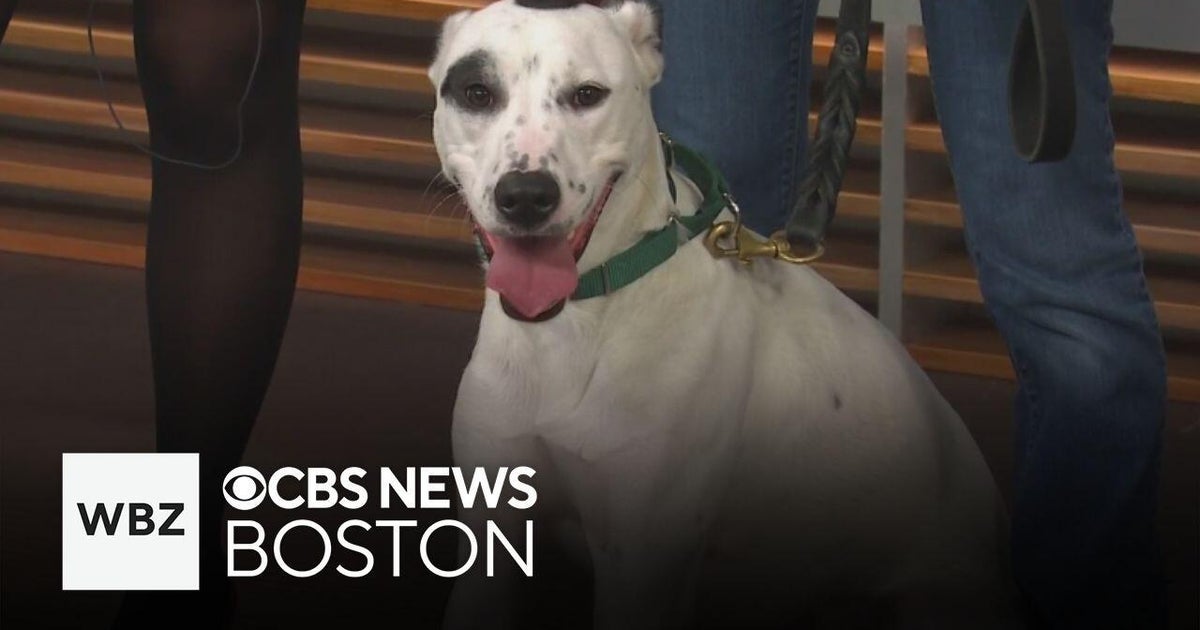 Tebow, dog up for adoption through Massachusetts shelter, seeks first permanent home