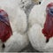 Meet Gobble and Waddle, the two turkeys receiving a presidential pardon this Thanksgiving