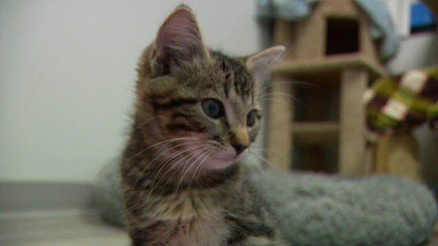 10p-pkg-animal-shelters-full-wcco99ij.jpg 