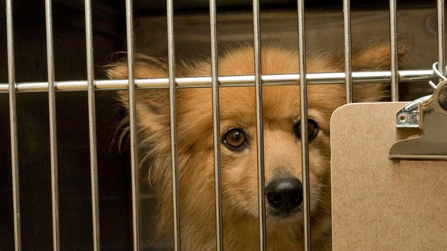 North Shore Animal League America Welcomes 120 Puppy Mill Dogs 