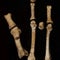 Mystery owner of ancient foot found in Africa identified, scientists say