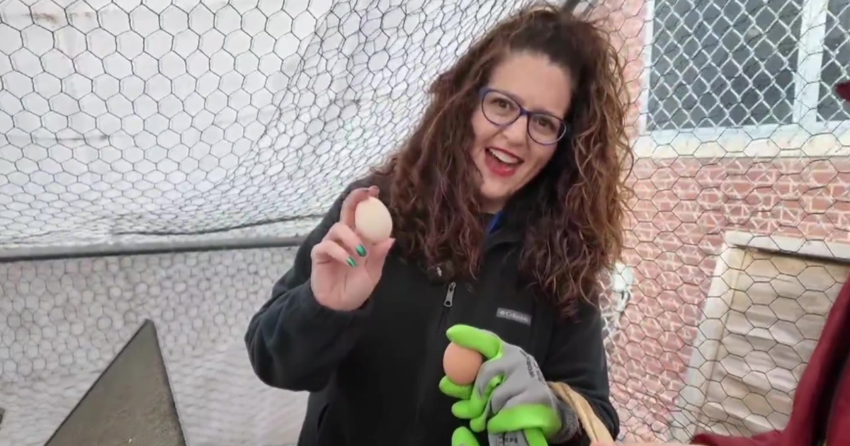 School chicken coop helps Queens students build connection