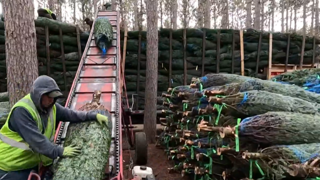 Why tariffs might make real Christmas trees more attractive this holiday season 