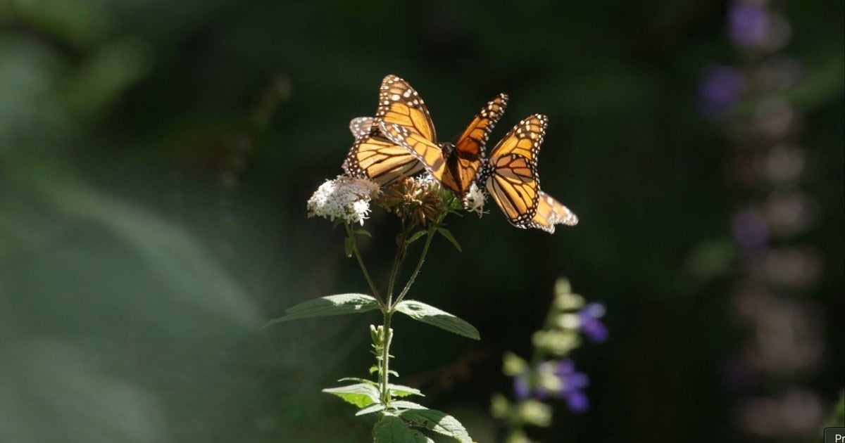 Scientists unlock monarch migration clues