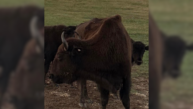 Cooke County bison 