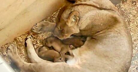 9-year-old lioness welcomes 3 cubs at Detroit Zoo