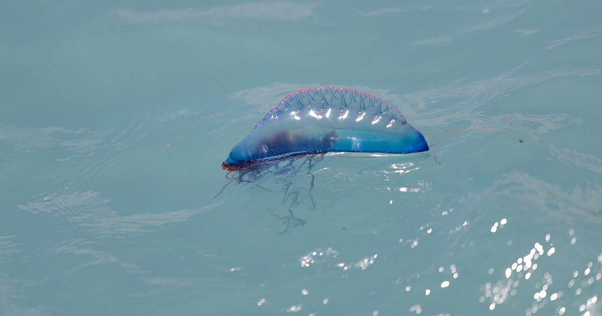 That blue “plastic bag” on South Florida beaches isn’t trash — and touching it can really hurt, officials say