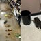 Raccoon breaks into liquor store, gets drunk and passes out