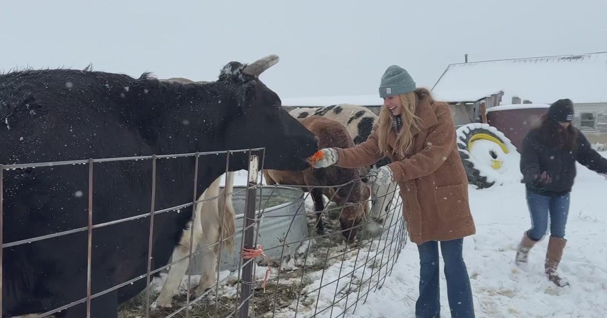 Colorado cow sanctuary robbed of $20k in equipment, sheriff's office says: "My heart just dropped"