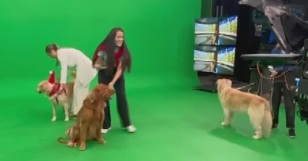 Memorial Health therapy dogs visit CBS Miami