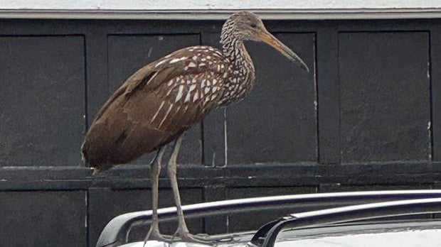 limpkin-bird.jpg 