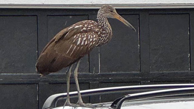 limpkin-bird.jpg 