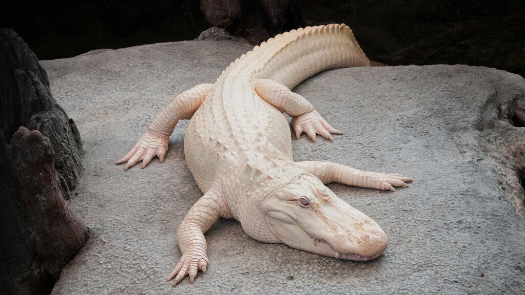 Beloved California Academy Of Sciences Alligator Claude Had Cancer