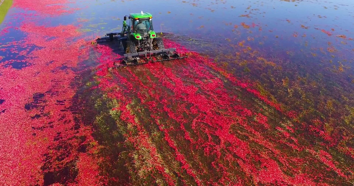 Talking about the holiday berry .. Whats in Season with Michael Marks