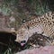 Endangered jaguar spotted at watering hole in Arizona