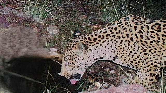Jaguar Spotted Arizona 