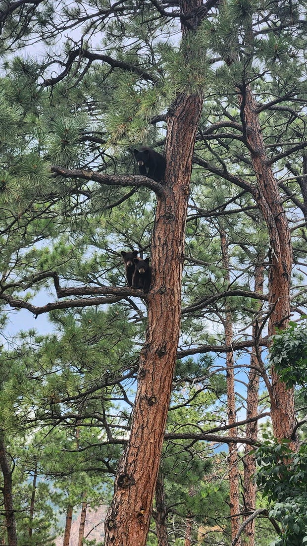 orphaned-bear-cubs-in-broadmoor-neighborhood-in-colorado-springs.jpg