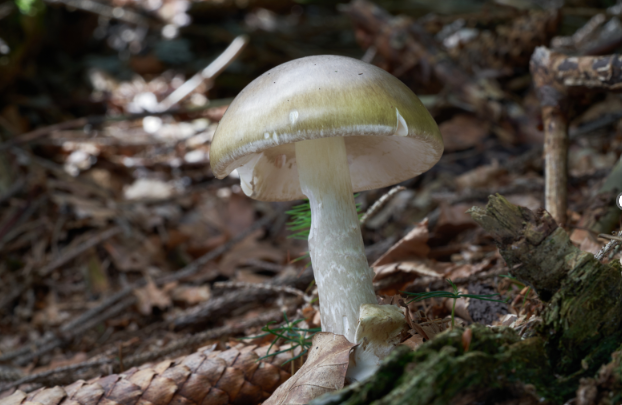 Death Cap 