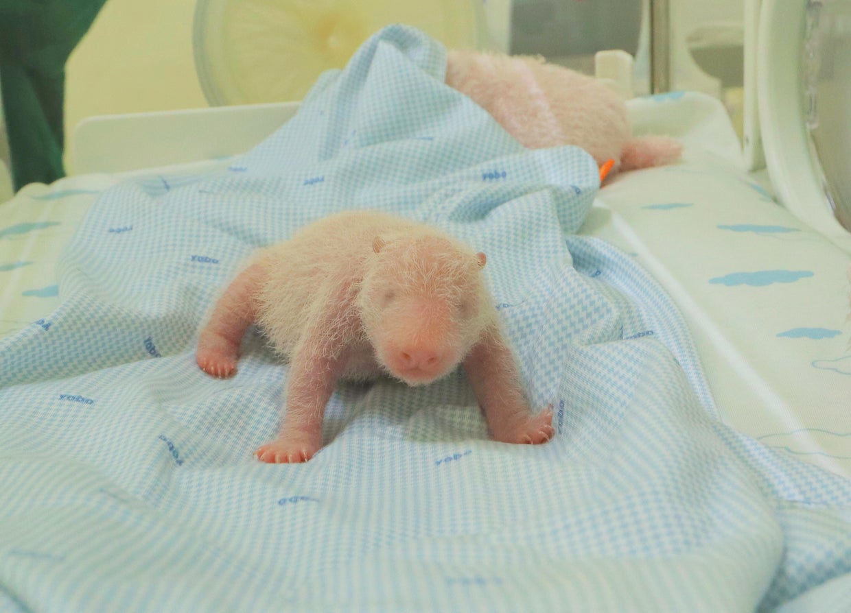Indonesian zoo releases photos of the firstever panda cub born in the