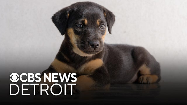 Puppy lying on table 