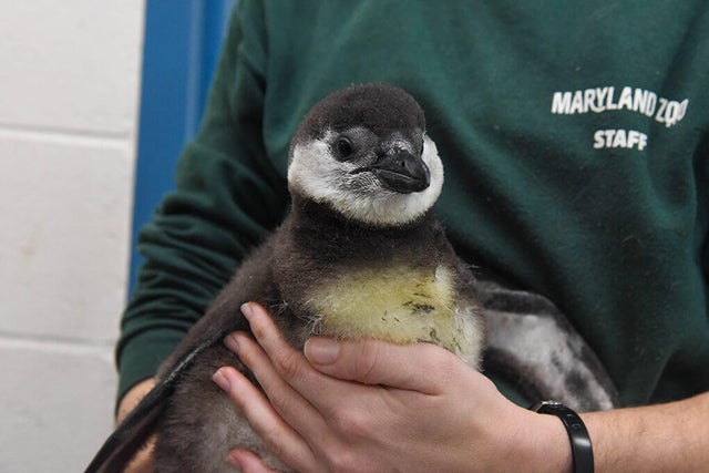 Cayenne the African Penguin Hatched at Maryland Zoo