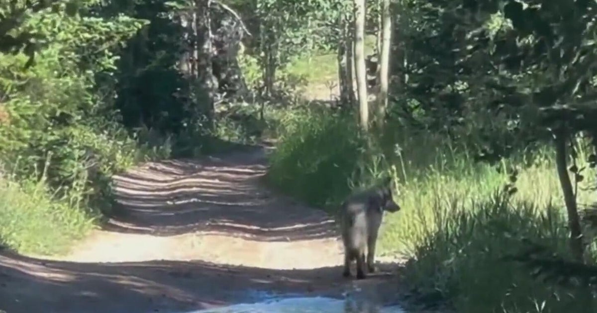 A wolf is back in Colorado after wildlife officials captured it in New Mexico