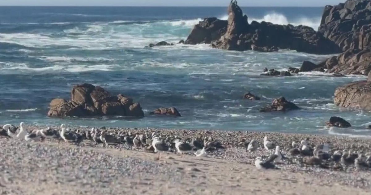 Researchers seeking answers to why bird populations in Northern California are on the decline