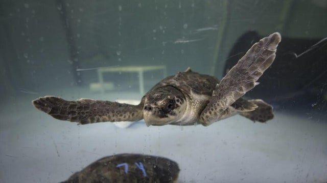 kdka-pittsburgh-zoo-and-aquarium-sea-turtle-rehab.jpg 
