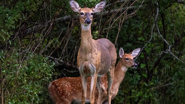 When the sun sets off Nantucket, some residents start seeing red 